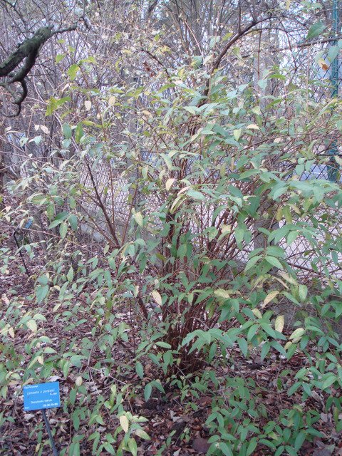 Lonicera x purpusii